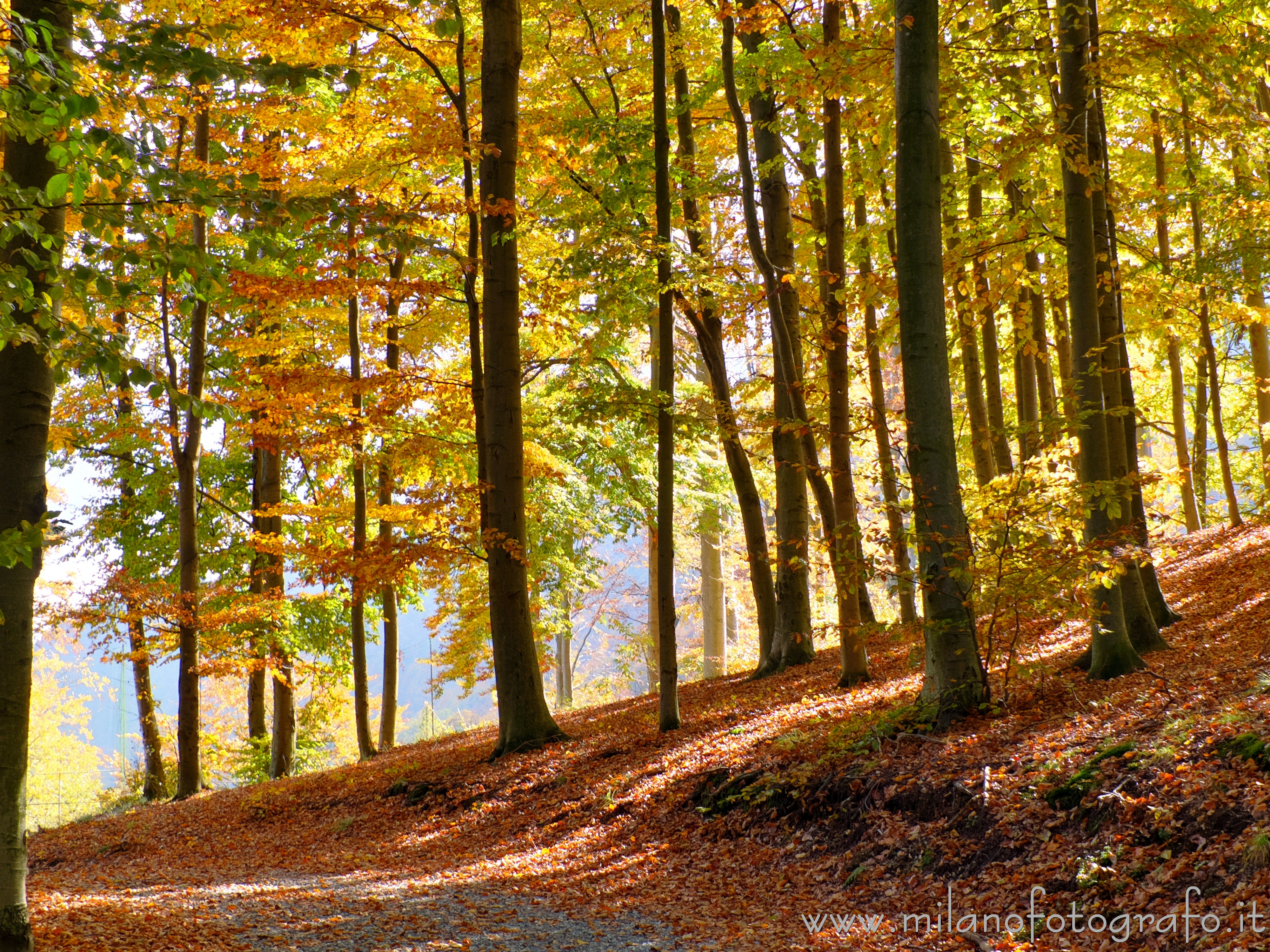 Campiglia Cervo (Biella) - Colori autunnali nel bosco sopra al Santuario di San Giovanni di Andorno